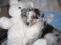 CHIOT  Bleu merle