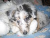 CHIOT  Bleu merle