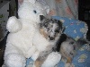 CHIOT  Bleu merle